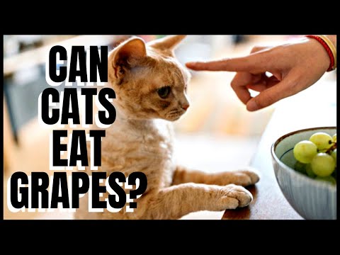 Heres Why You Should Never Feed Grapes & Raisins to a Cat