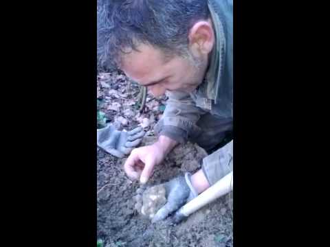 Estrazione tartufo bianco 2