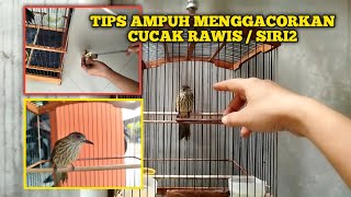 Download lagu HOW TO CARE FOR SIRI2 / CUCAK RAWIS BIRD MATERIALS SO THAT THEY COME OUT QUICKLY mp3