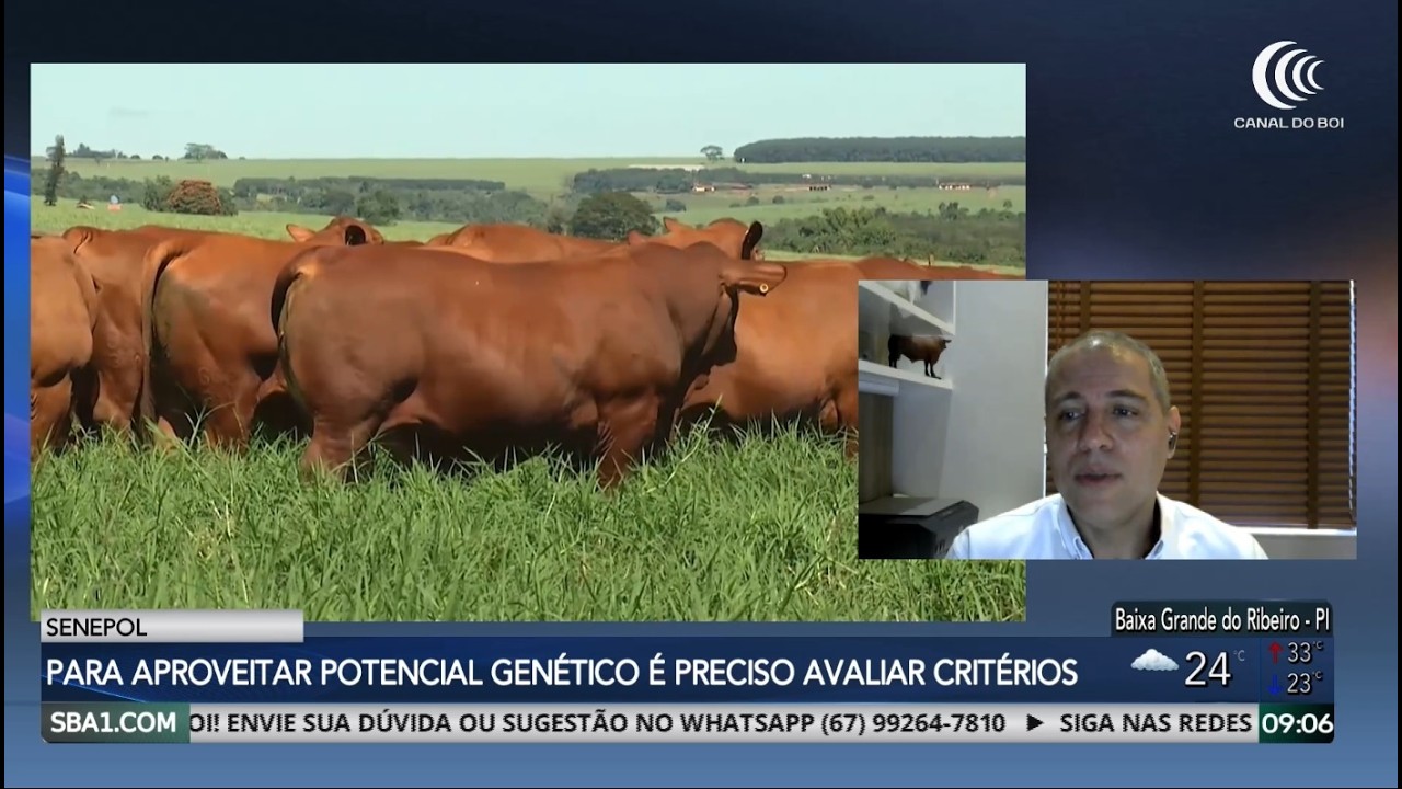Senepol: Raça traz equilíbrio entre carcaça, fertilidade, estrutura corporal e eficiência alimentar