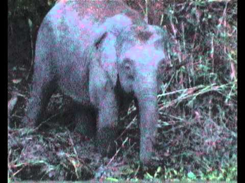 Borneo Pygmy Elephant
