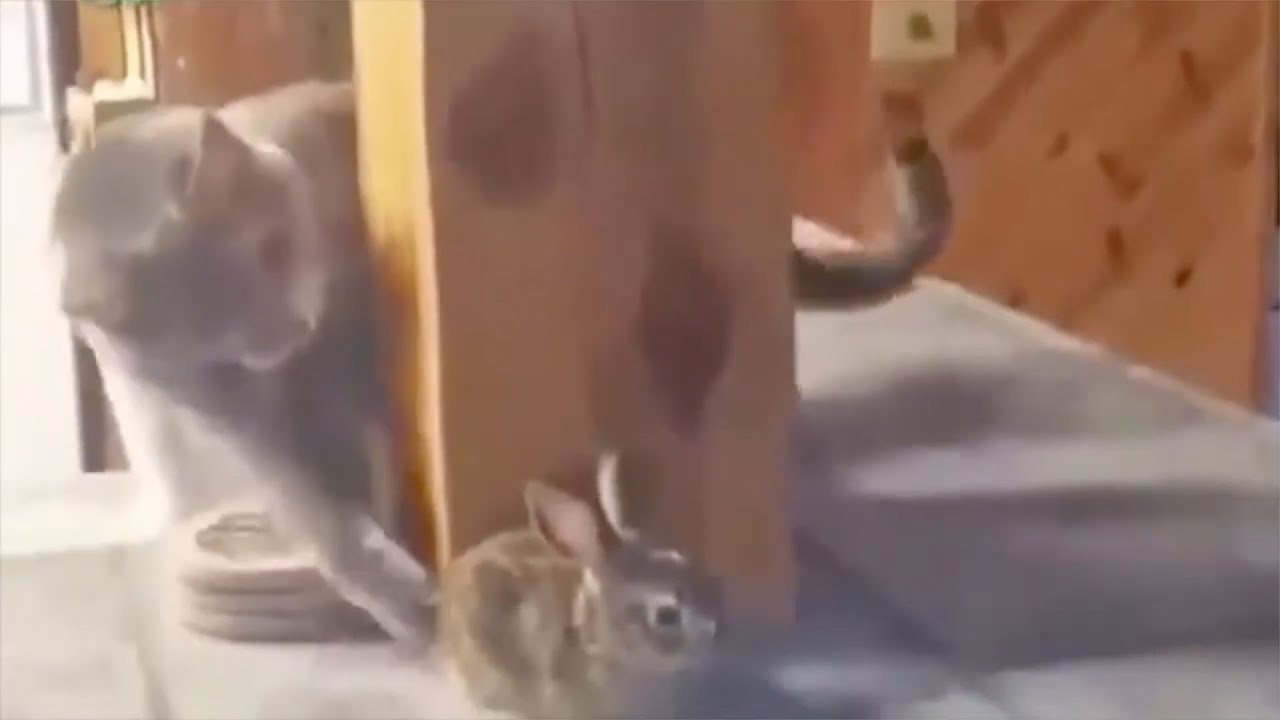 どうしてもウサギに構ってもらいたい猫【ぬこたいむず】