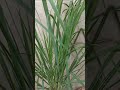 Lemon grass plant..my balcony garden 💚