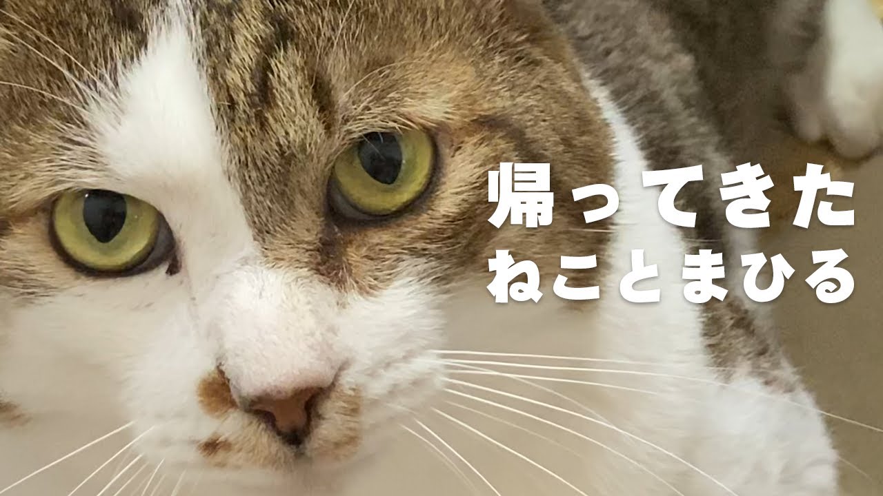 夏だ！ただいま！チャンネル再開だ！！！