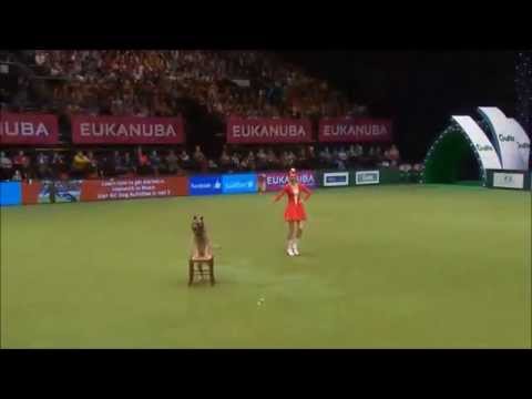 Crufts 2015 internazionale freestyle Dogdance team Lusy e Deril (routine majorette)