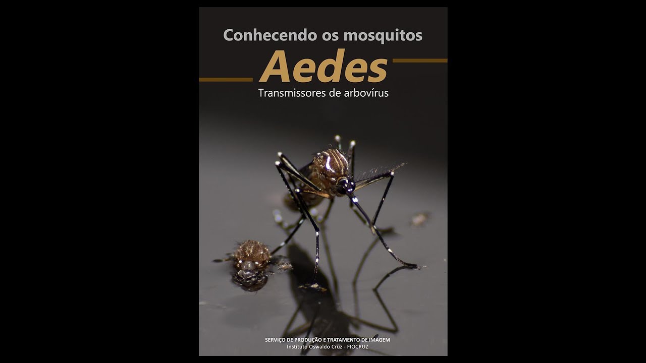 Conociendo los mosquitos Aedes - Transmisores de arbovirus