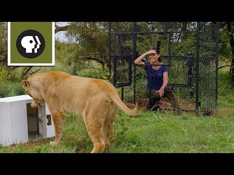 Are lions the most intelligent cat?