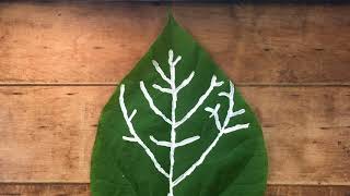 Sally Anne Morgan – “Garden Song”