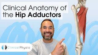 Clinical Anatomy of the Hip Adductors | Expert Physio explains using 3D Anatomy Model!
