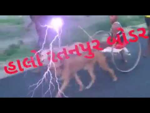 કૂતરાની ગાડી જાનુ લેવા જાય
