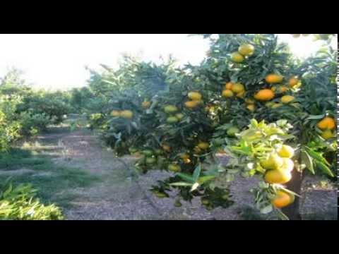 CITRICA 2014 ¿Se podrá sembrar cítricos en el norte de Perú?