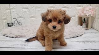 ハーフ犬の動画01