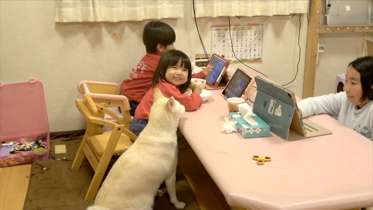 柴犬のいる日常