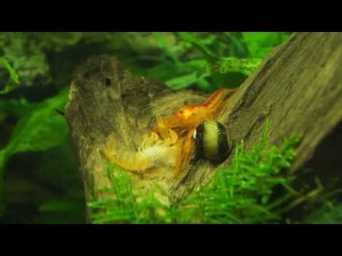 Häutung eines Zwergflusskrebs, Cambarellus patzcuarensis var. Orange CPO