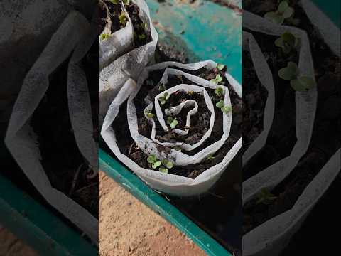 Seed Snails Day 6: Tanya's Self-Sufficient Success!
