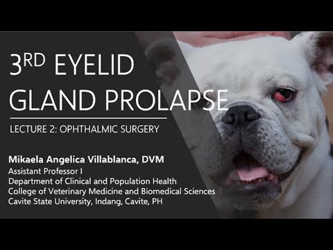 Lecture 2.6 3rd Eyelid Gland Prolapse