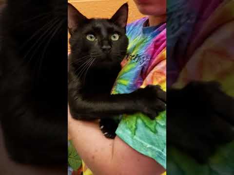 Panther, an adopted Domestic Medium Hair Mix in Williamsport, PA_image-1