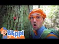 Learning About Nature On A Hike With Blippi Educational Videos For Kids