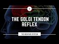 What is the Golgi Tendon Reflex?