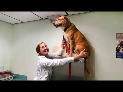 When Your Dog Finds A Safe Place At The Vet - Funniest Dog Reaction