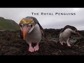 Royal Penguins Are Quite Possibly The Stars Of The Show On Macquarie Island