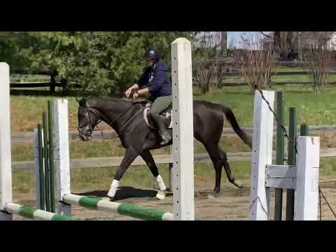 Stannis under saddle