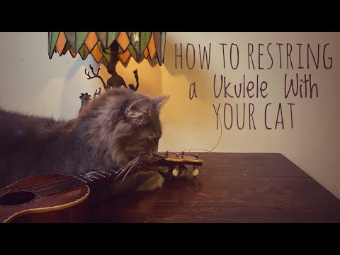 How to String a Ukulele When You have a Cat