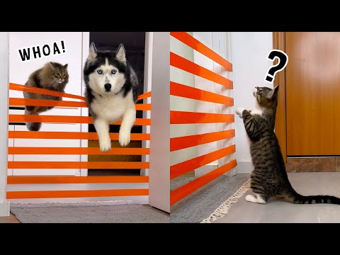 Husky Dogs and Cats Teach a New Kitten to Jump!