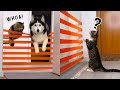 Husky Dogs And Cats Teach A New Kitten To Jump