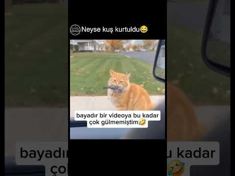 öğlen yemeği gitti😂