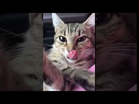 Cat Struggles to Control Tongue After Having Surgery || ViralHog