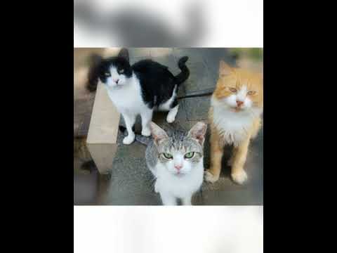 Operation Hood One Journey Ends...Another Begins