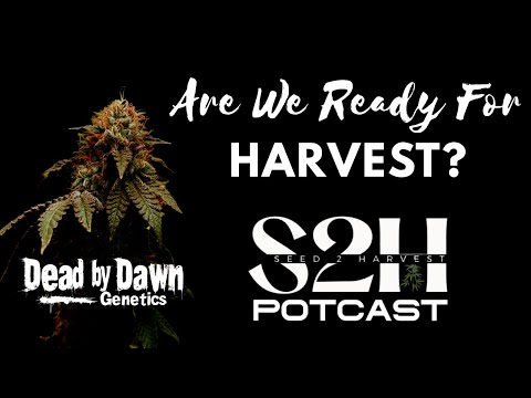 S2H POTCAST | SEASON 4 | Are we ready for Harvest?