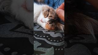 Download lagu Cat in Sinhala (🇱🇰) in බළලා (Baḷalā) #cat #cats viral funny mp3 Download lagu Cat in Sinhala (🇱🇰) in බළලා (Baḷalā) #cat #cats viral funny mp3