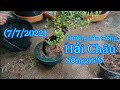 (7/7/2022) Hải Châu, Cách trồng Hải Châu,  Hướng dẫn trồng Hải Châu, bonsai thanh Tùng (Phần193)