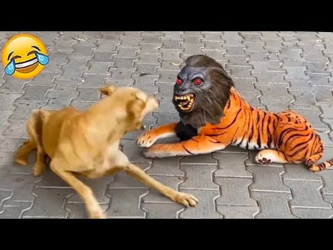 #funny cat video funnyest cats dogs videos #