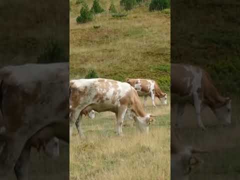 #shorts-ROSHKODOLI ama e Lumbardhit