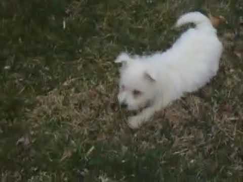 Cheerios - my little Westie Girl