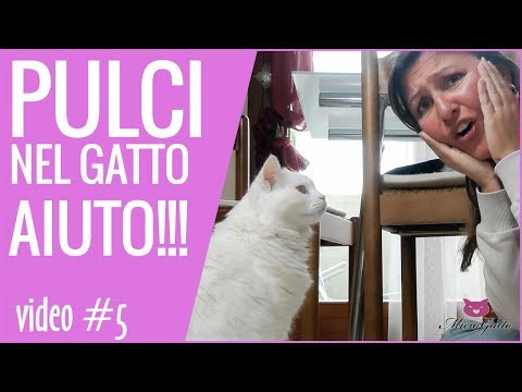Comesser controllato per esistenza di parassiti Come correttamente per consegnare al bambino raschiano su vermi