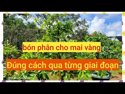 bón phân cho mai vàng đúng cách qua từng giai đoạn