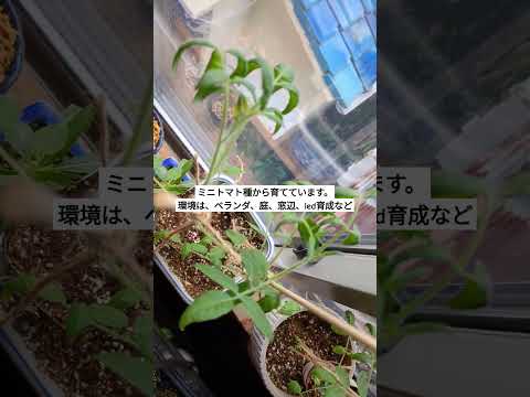 シンプルトマトステーク木ワイヤーレイズドベッド