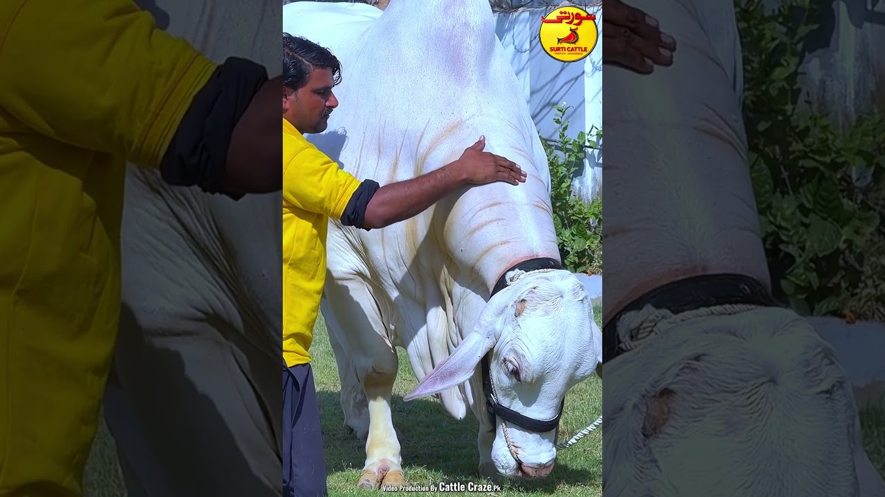 Hero Surti Cattle Farm