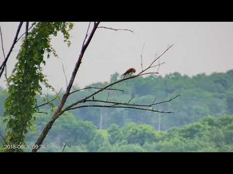 Prey Handoff on Branch, June 25, 2018 Wisconsin Kestrel Cam