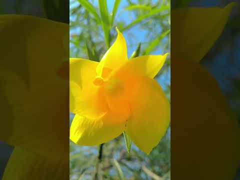 Ashuvlog321 #flowers #youtubeshorts #flowers #goodmorning #shortvideo