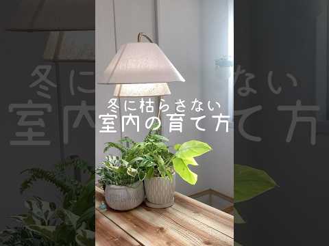 ゼラニウムは霜に強いですか