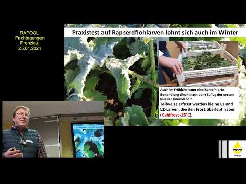 Aktuelle Hinweise zur Bestandesführung im Raps im Frühjahr 2024