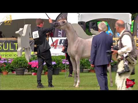 N.113 JOULINA KA - Bruges 2018 Int B - Yearling Fillies (Class 101B)