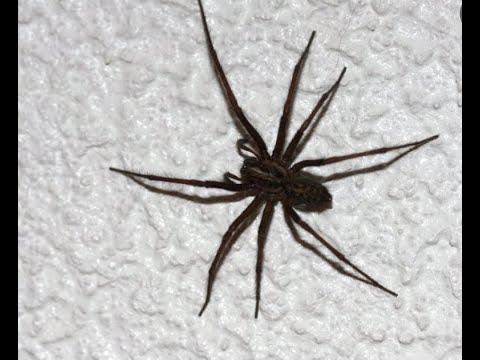 house spider vs outdoor spider  ~ who is the strongest?