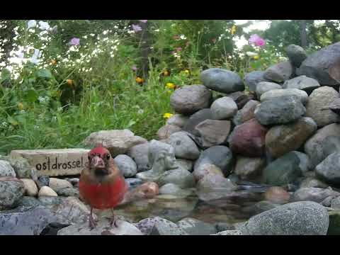 Juvenile Cardinal bathing| BirdsyTV