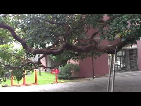 Cidade de Taichung, Distrito Oeste, Distrito de Houchai Ponto Cênico-Millennium Chrysanthemum Tree King